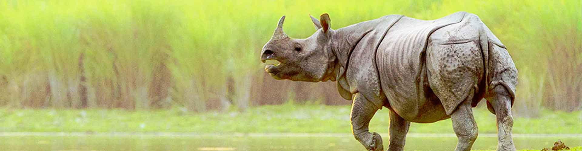 Wildlife Retreat at Kaziranga: A Nature Lovers Paradise